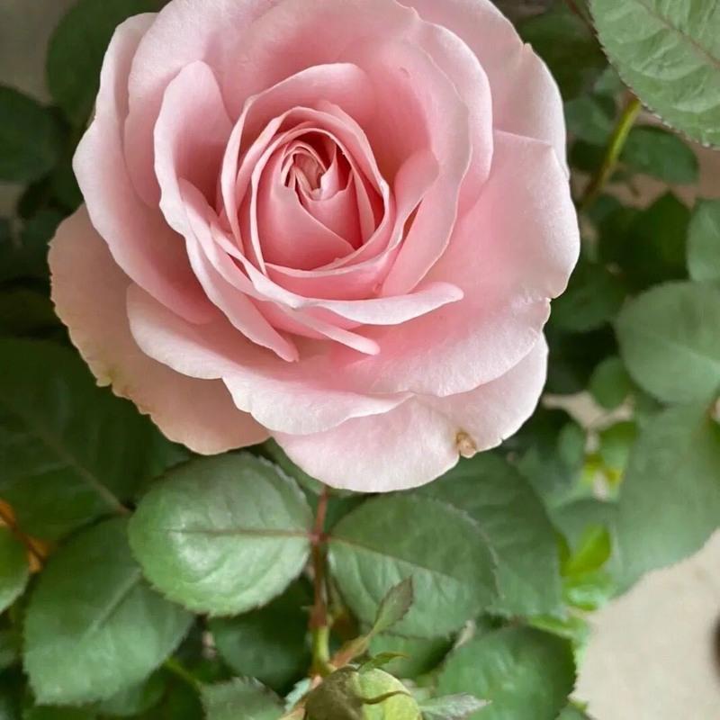 玫瑰花苗带花苞四季开花好养易活绿植物盆栽室内外阳台花卉月季