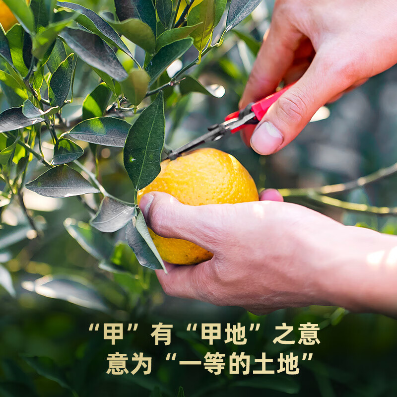 柑润堂 东甲圈枝(2018)3233 50克/罐