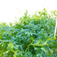 翠云变色龙盆栽新奇植物室内客厅兰去甲醛观叶绿植大盆变色叶