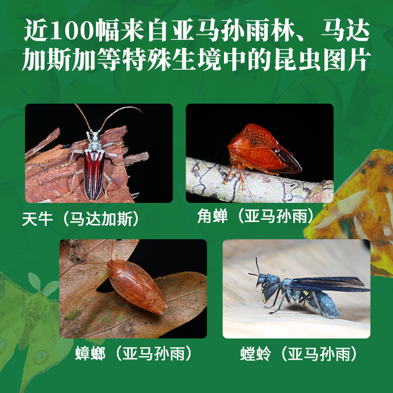 昆虫历史博物馆[严谨专业科普] [正版]新书昆虫历史博物馆 昆虫百科全书 昆虫记 中国少年儿童趣味百科全书 罕见昆虫琥珀