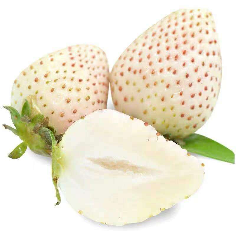 甘子平 新鲜草莓白草莓500g 单果18g-21g 约25粒装 现摘白雪公主草莓新鲜时令水果(年后发货）