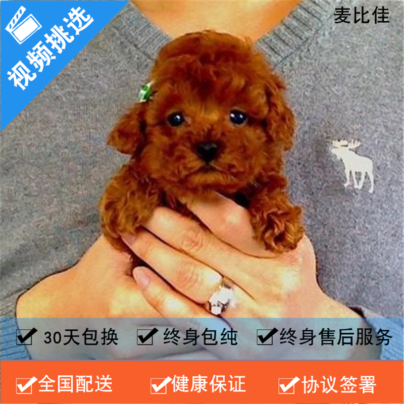 麦比佳纯种泰迪幼犬活体狗狗 茶杯型红泰迪幼犬长不大的泰迪狗狗白色小型犬 双血统赛级玩具型狗狗贵宾犬狗狗泰迪犬宠物级高清大图