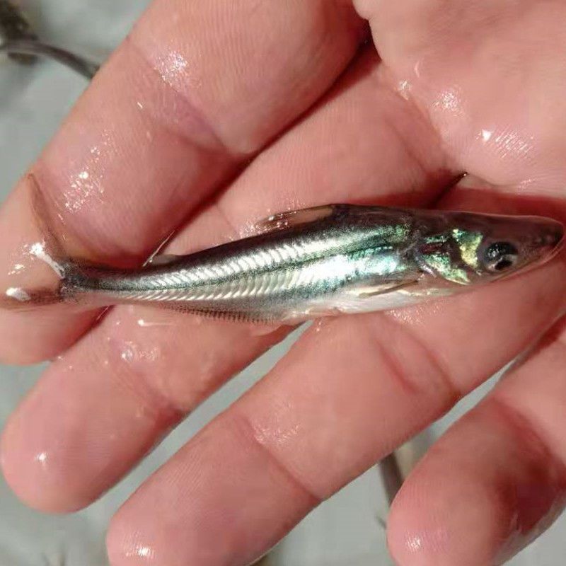 淡水蓝鲨鱼苗成吉思汗鲨虎头鲨大白鲨中大型凶猛热带鱼观赏鱼活体吃