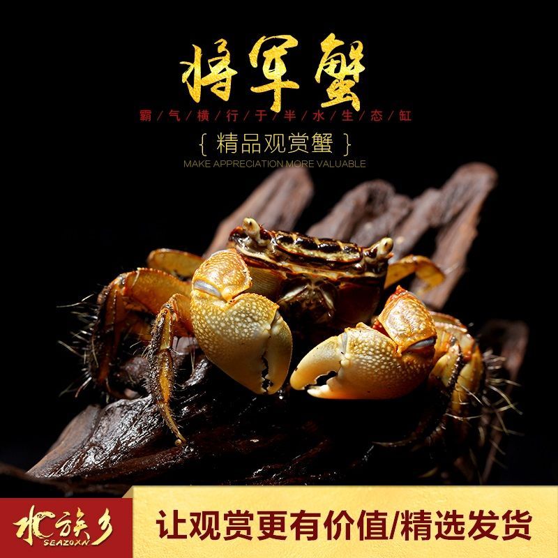 图书>期刊/杂志>男士>图书其它>观赏蟹活体螃蟹宠物蟹相手蟹迷你蟹