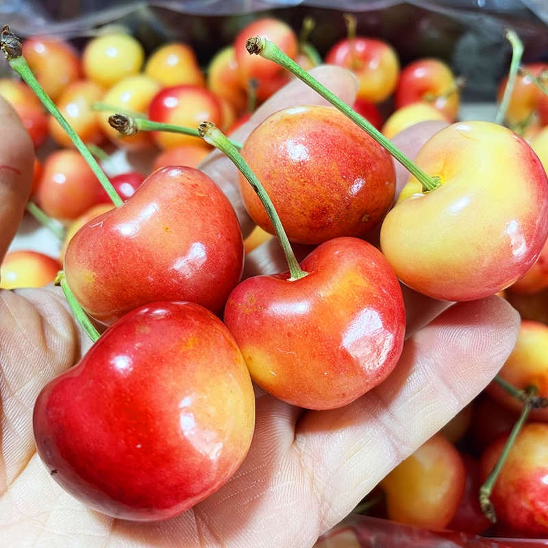 [苏鲜生]顺丰空运 智利进口黄金车厘子 净重4斤 JJ级 应季车厘子 新鲜水果 酸甜可口 西沛高清大图