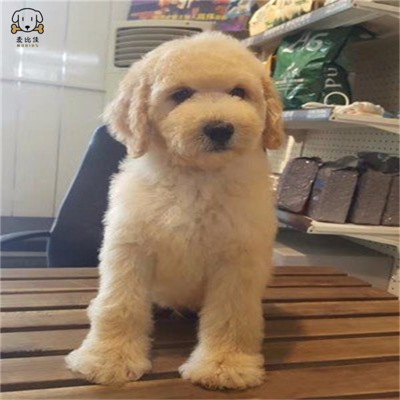 巨型贵宾犬幼犬狗狗活体巨贵幼犬 纯种血统巨大型泰迪贵宾宠物狗 卷毛贵宾大型泰迪狗 健康保障视频挑选高清大图