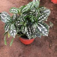 冷水花 厨房植物 冰水花净化空气吸油烟耐阴室内绿植盆栽花卉植物 冷水花一颗多头 不含盆