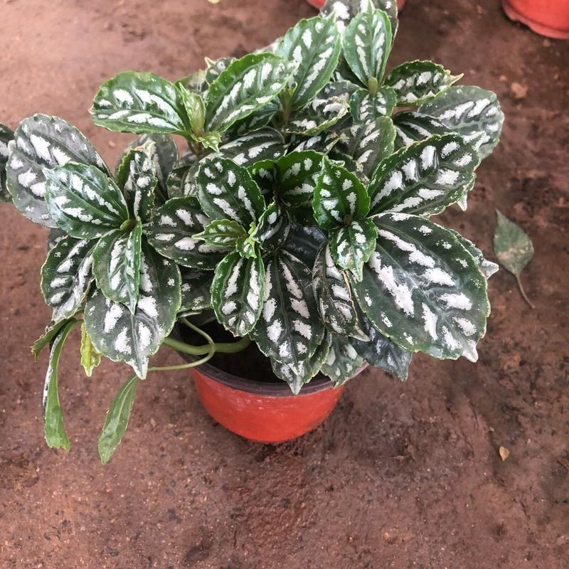 冷水花 厨房植物 冰水花净化空气吸油烟耐阴室内绿植盆栽花卉植物 冷水花一颗多头 不含盆
