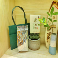 早春绿一级绿茶云南大叶种茶2022年早春绿茶250g云南临沧凤庆