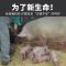 仔猪接生粉母猪小猪接生粉猪用养殖场兽用密斯陀蒙脱石接生粉干爽 接生粉1kg/袋