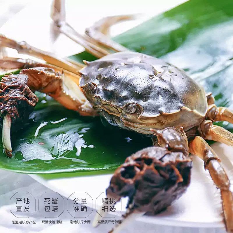澄湖之心大闸蟹礼券蟹券螃蟹提货券988元型公蟹3.0两母螃蟹2.0两 5对10只装图片
