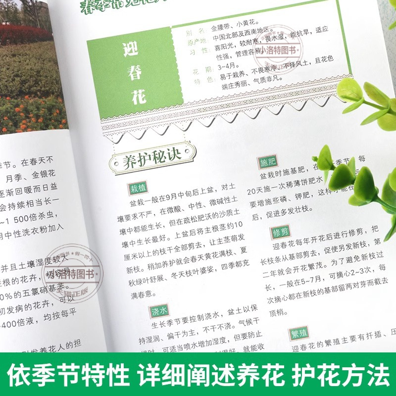 四季养花 [正版] 四季养花种花大全园艺书养花书籍花卉养殖的书鲜花养护种花种花大全完整手册花卉种植栽培技术书新手入门植物
