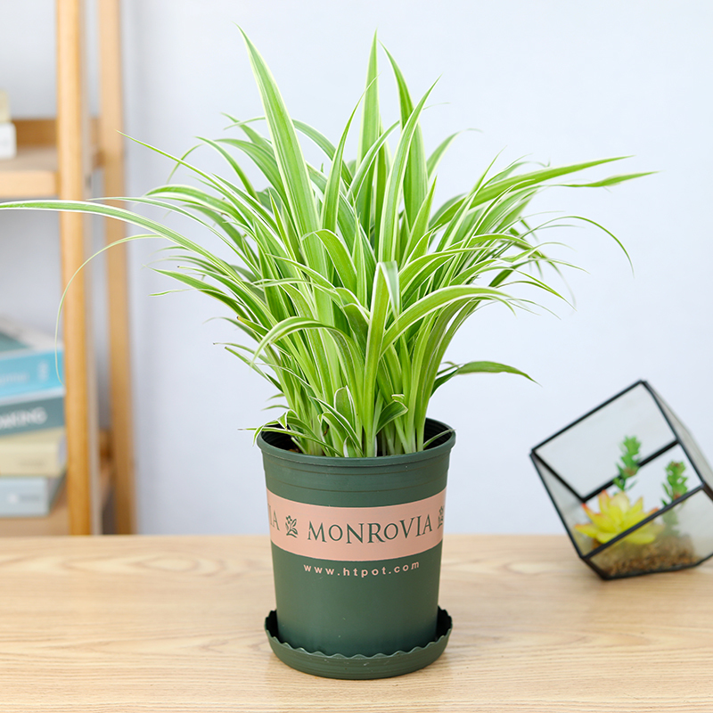 金边吊兰盆栽绿植办公桌室内客厅植物净化空气
