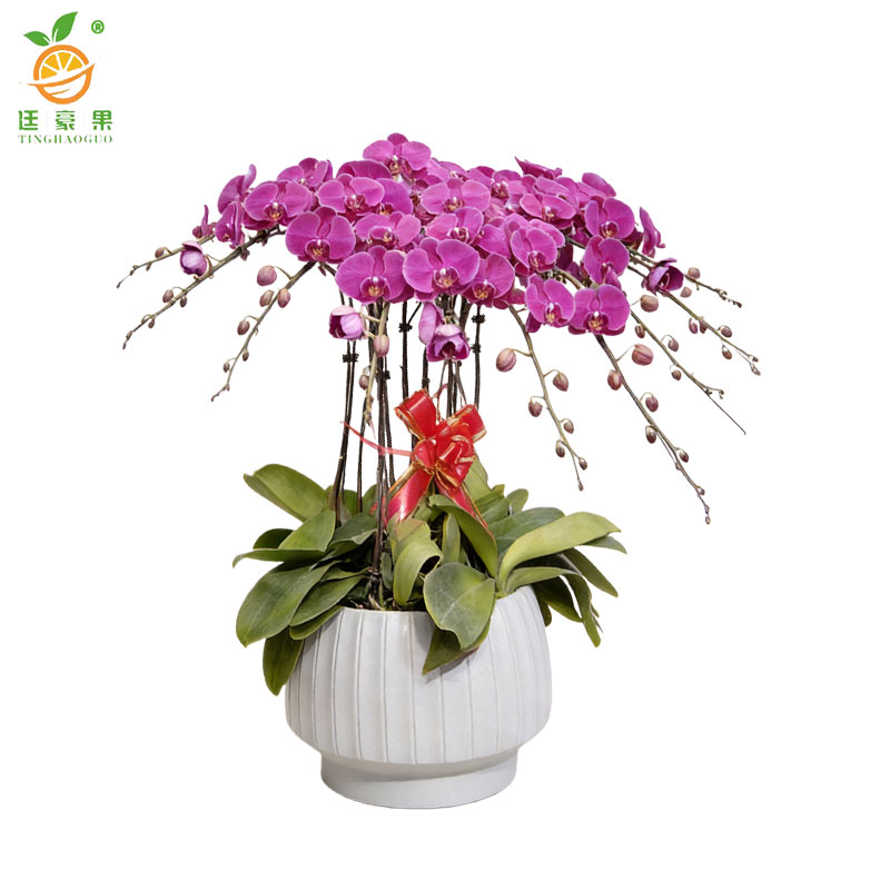 廷豪果 蝴蝶兰盆栽 高1m左右 盆高清大图