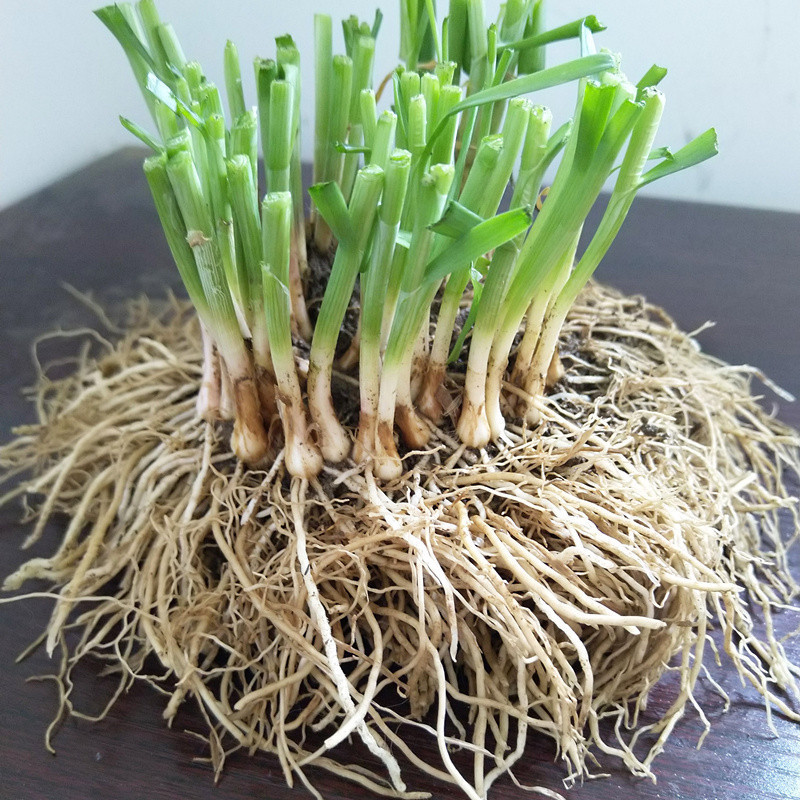 韭菜根宽叶韭菜根韭菜苗四季种子宽叶韭香韭韭菜籽紫根韭菜200棵