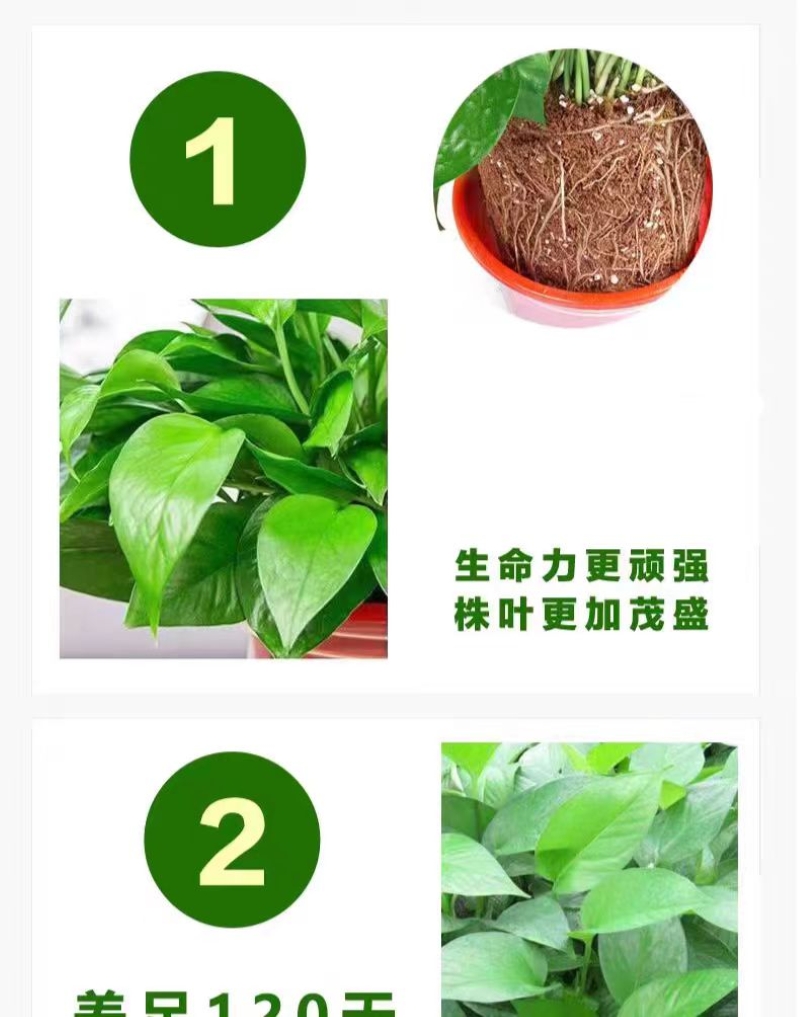 东方能展 盆栽高清大图