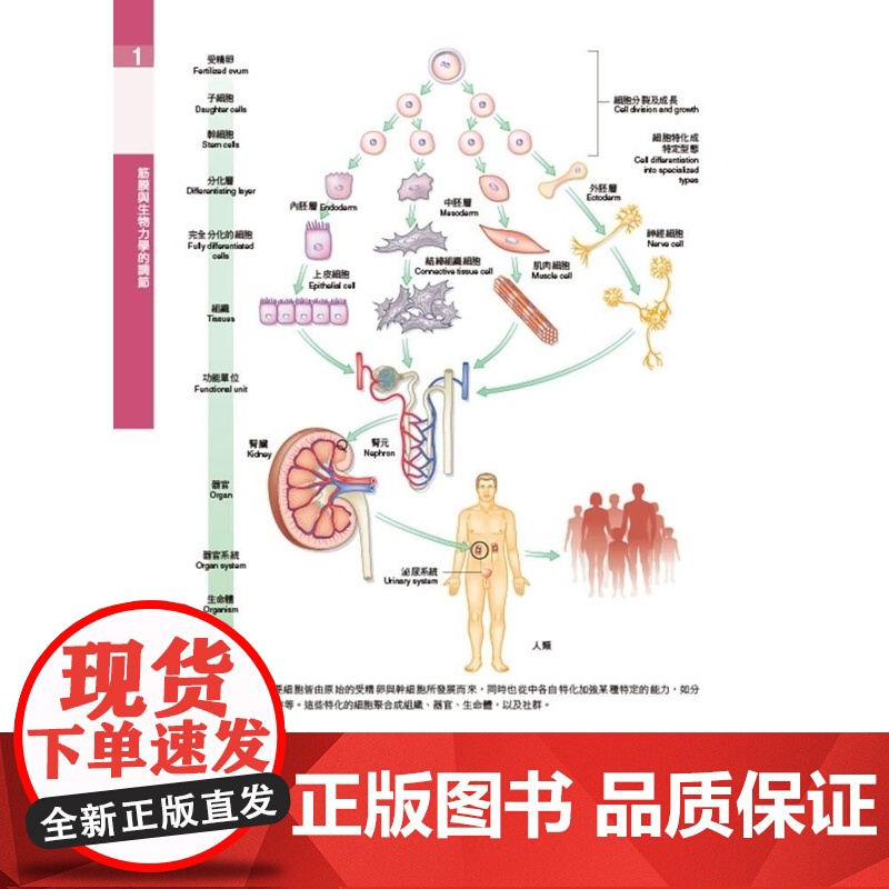 []港台原版 解剖列车-针对徒手及动作治疗师的肌筋膜筋线(第三版) Thomas W. Myers 台湾爱思唯尔高清大图