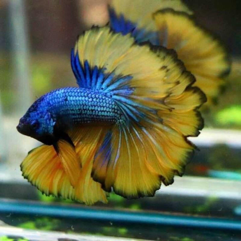 泰国斗鱼活体半月狮王马尾斗鱼抱卵母鱼活体热带鱼观赏小型鱼 特惠