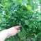 四季香菜大叶小叶芫荽阳台种菜耐寒耐热夏季蔬菜盆栽种籽孑大