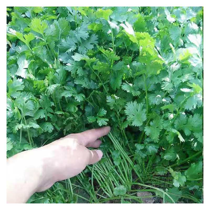 四季香菜大叶小叶芫荽阳台种菜耐寒耐热夏季蔬菜盆栽种籽孑大
