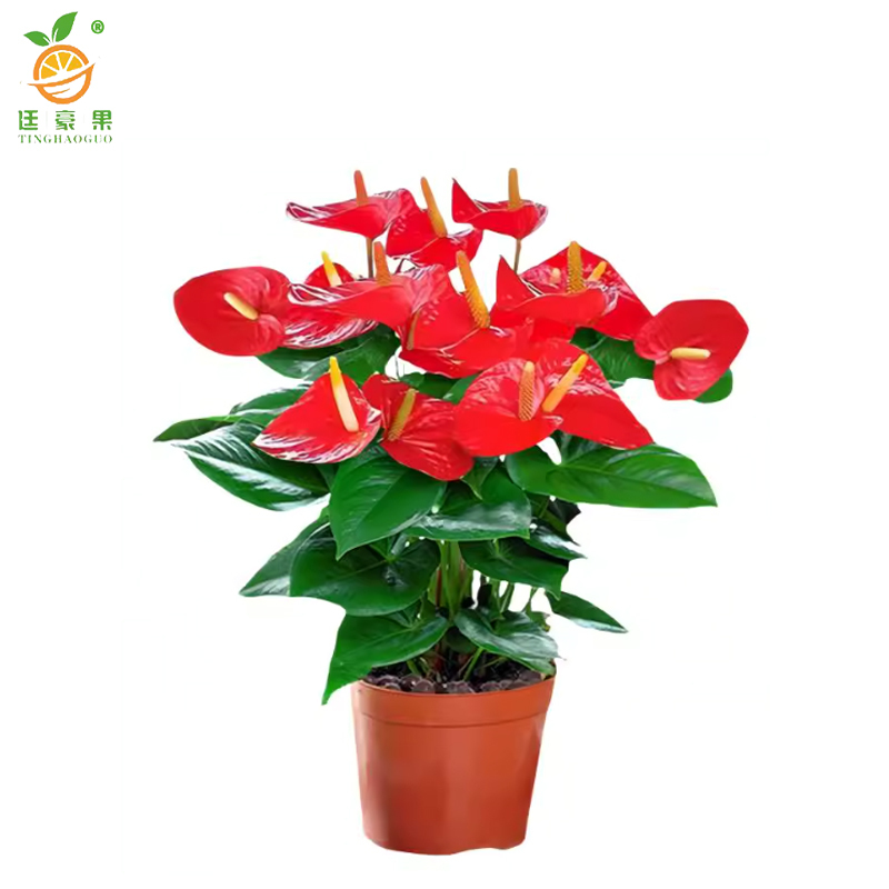 廷豪果 红掌盆栽 XZ-1466# /盆高清大图