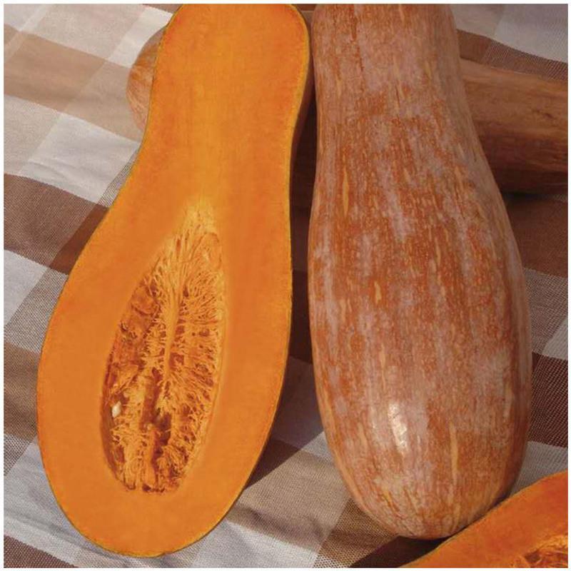 赛卡伊本地新鲜甜糯老品种南瓜辅食农家黄皮南瓜长南瓜