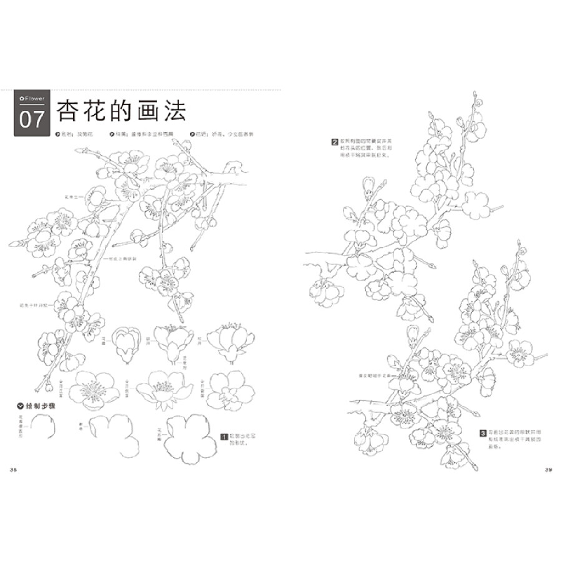正版新书]铅笔线描技法 七十种花卉的素描图绘(绘客出品)冯璐高清大图