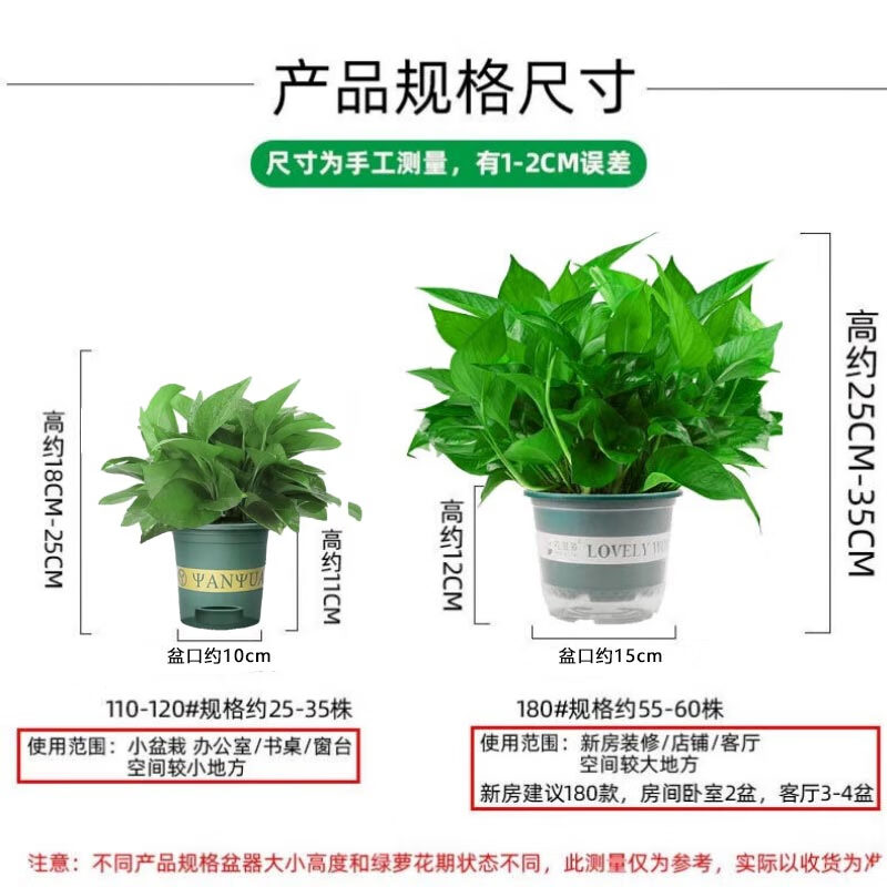 双盟 绿萝盆栽绿植办公室新房净化空气 180加仑2盆装高清大图