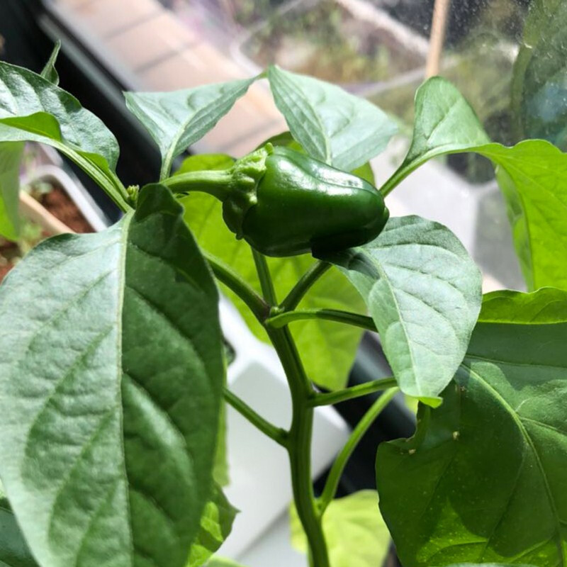 机乐堂(JOYROOM) 考拉精灵蘑菇盒子+IAM City Farmer盆栽甜椒 DIY趣味种植盆栽