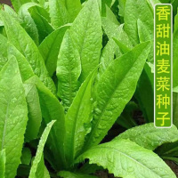 好润青四季油麦菜种子1000粒袋装