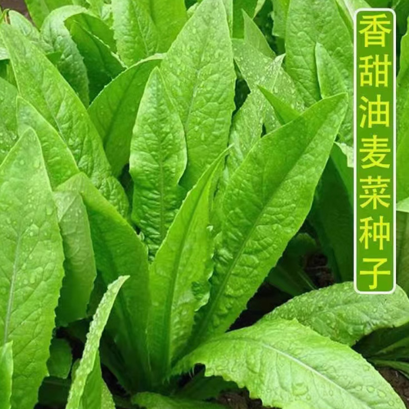 好润青四季油麦菜种子1000粒袋装