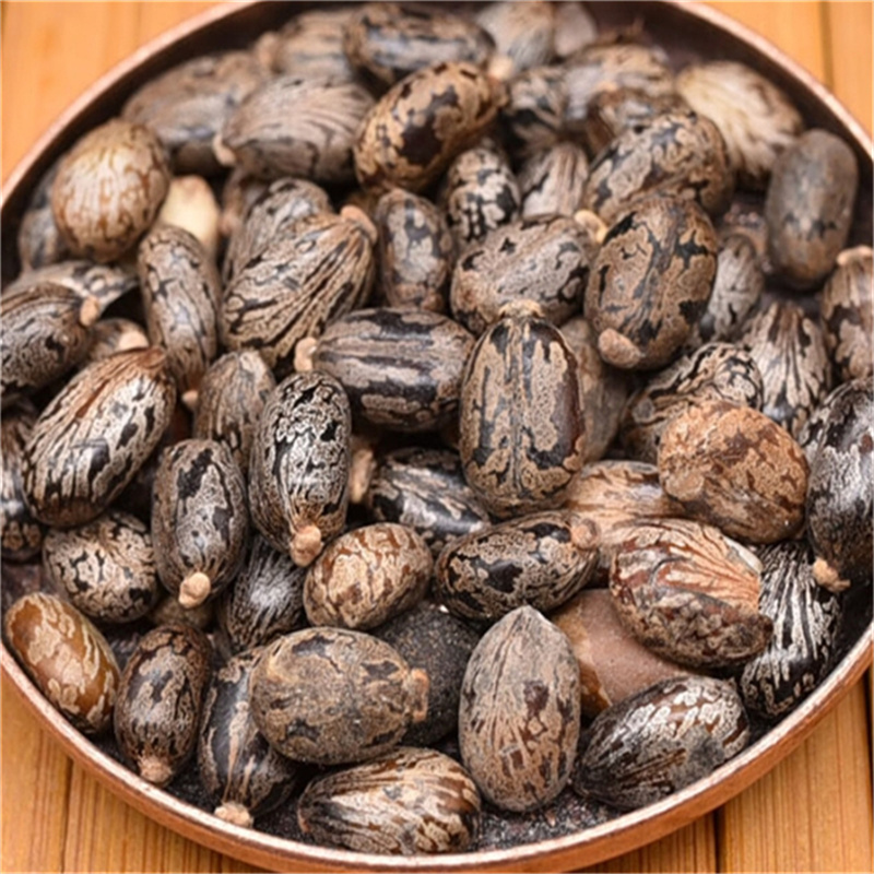 蓖麻子500g生蓖麻籽种子冰麻子毕麻子芘麻子红大麻子鲜蓖麻仁高清大图