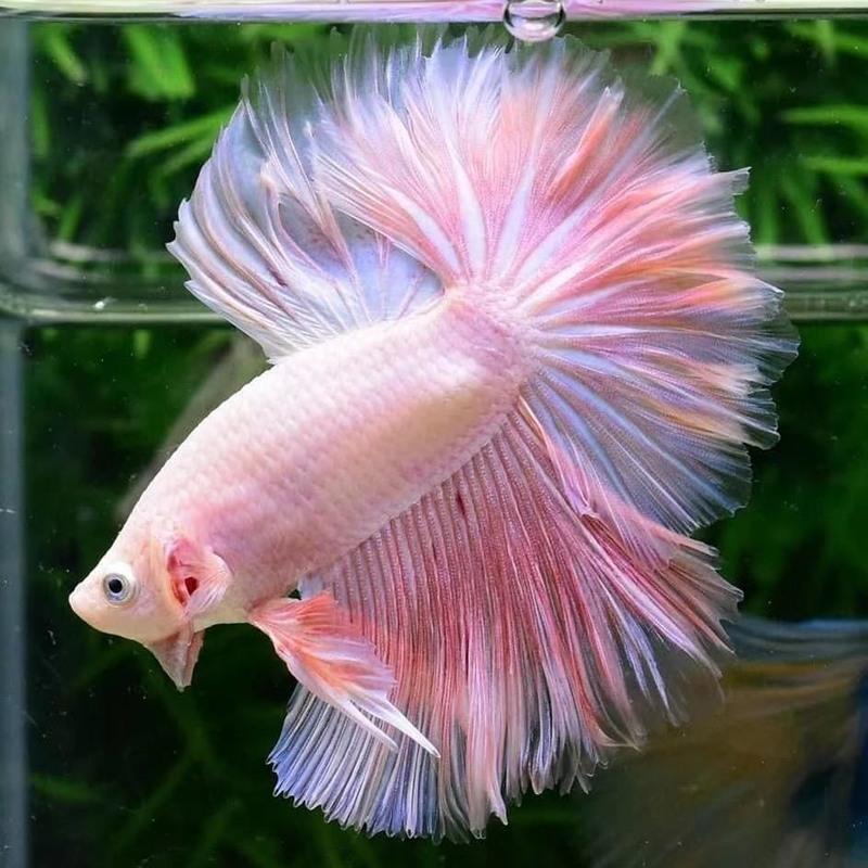 泰国斗鱼活体半月狮王将军马尾公鱼母鱼热带观赏鱼宠物鱼活体冷水随机