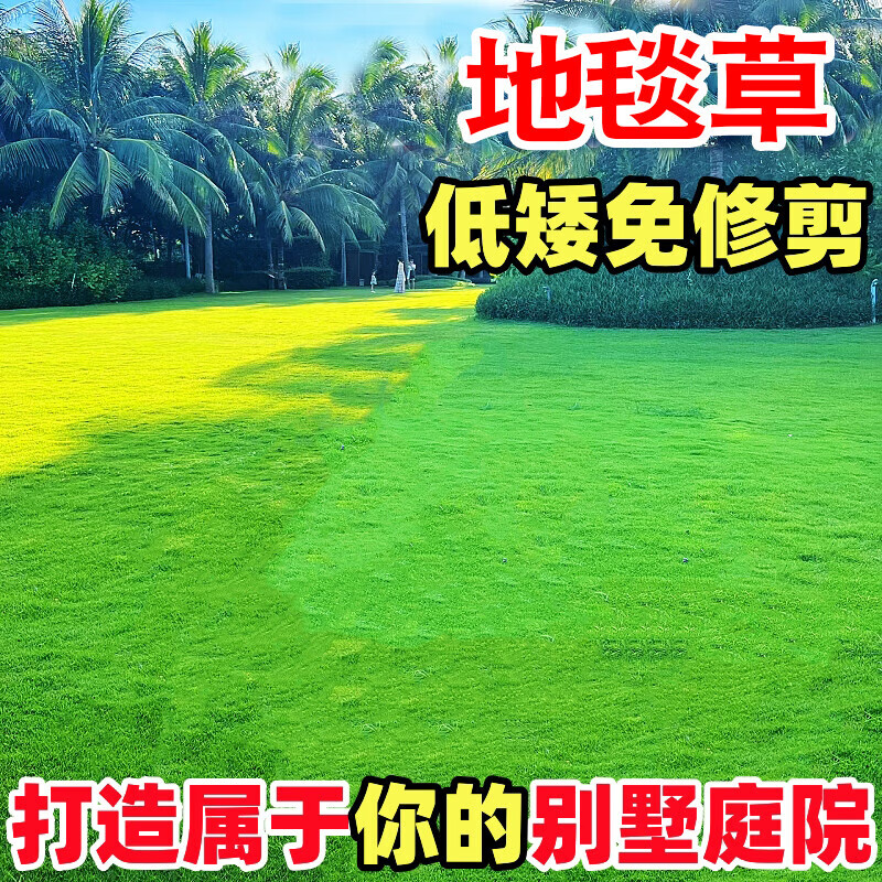 草坪种子矮生青草籽庭院绿化四季青护坡草种子 地毯草净籽