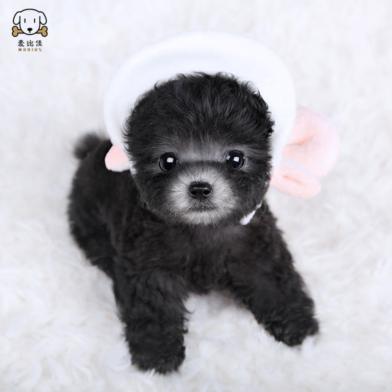 麦比佳 泰迪犬幼犬 泰迪犬狗狗活体茶杯犬泰迪宠物狗小体玩具型长不大微小体贵宾犬泰迪贵宾杯子狗 视频挑选 包健康狗狗高清大图