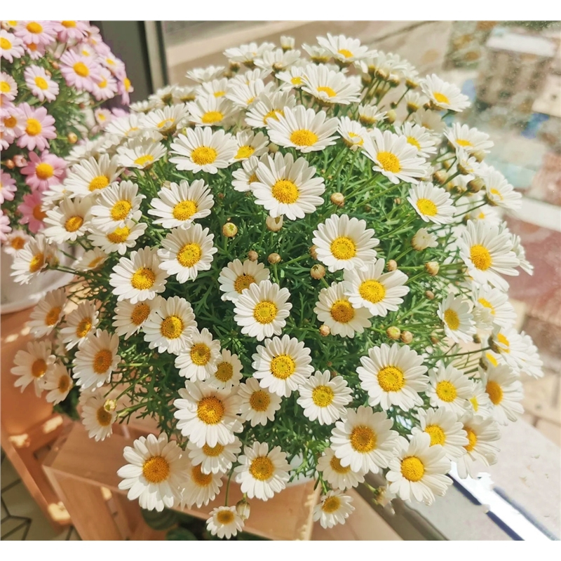 回固蓝色玛格丽特盆栽观赏多色可选雏菊花室外阳台耐寒花卉花期久蓝玛