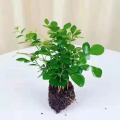 清香胡椒木盆栽花卉室内外驱蚊草植物树苗老桩盆景九里香绿植客厅 特价九里香小苗（3-5棵装）带土不含盆 默认