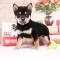 多多名宠 柴犬幼犬 宠物狗狗柴犬幼崽 日本柴犬 黑色柴犬 宠物级 血统级 DNA鉴定中小型犬