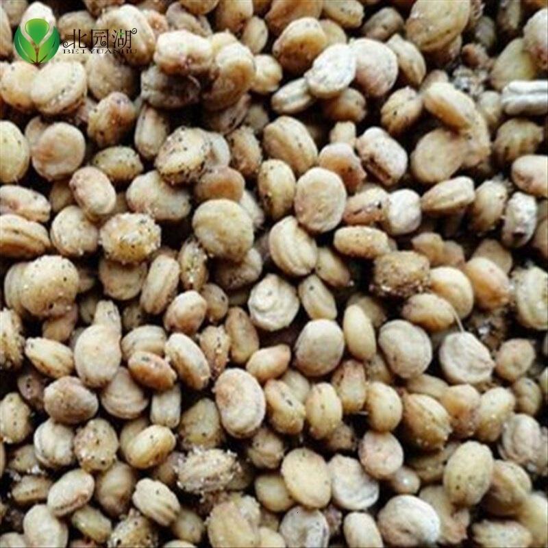 长白山人参苗 西洋参苗 阳台庭院花卉盆栽 药材苗 长白山人参种子苗