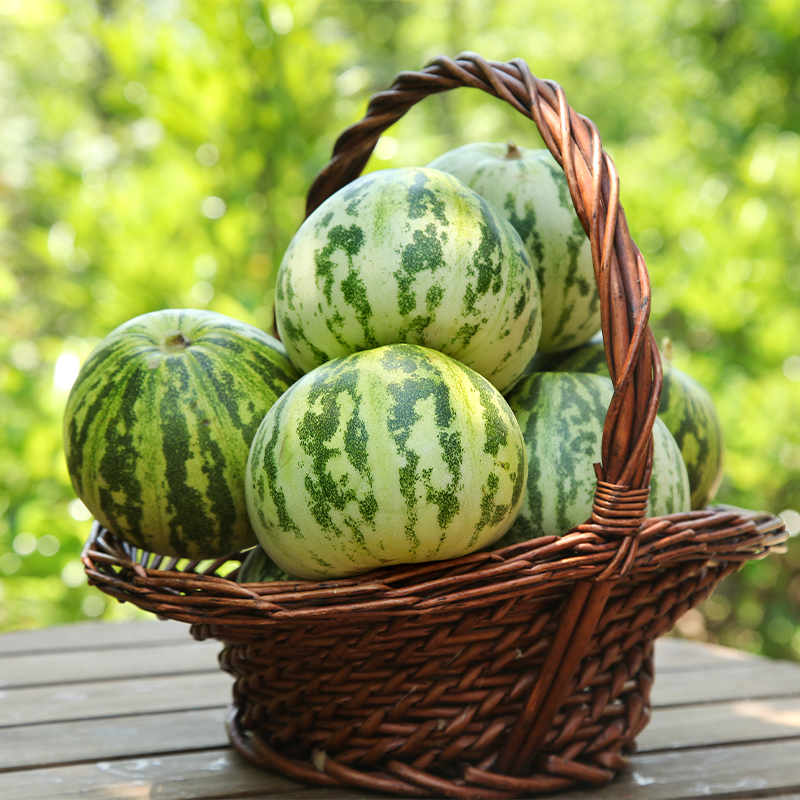 [西沛生鲜]新鲜花蕾甜瓜 净重2.5斤高清大图