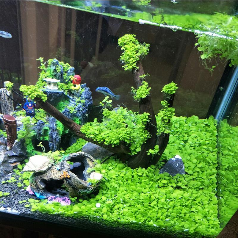 水泥不浑水净水免洗1陶粒砂生态鱼缸造景套餐ada水泥鱼缸底砂高清大图