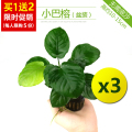 鱼缸造景莫斯沉木水榕无土植物懒人增氧真水草趴地矮珍珠陀草 默认尺寸 小巴榕【买1发3颗巨划算特惠】