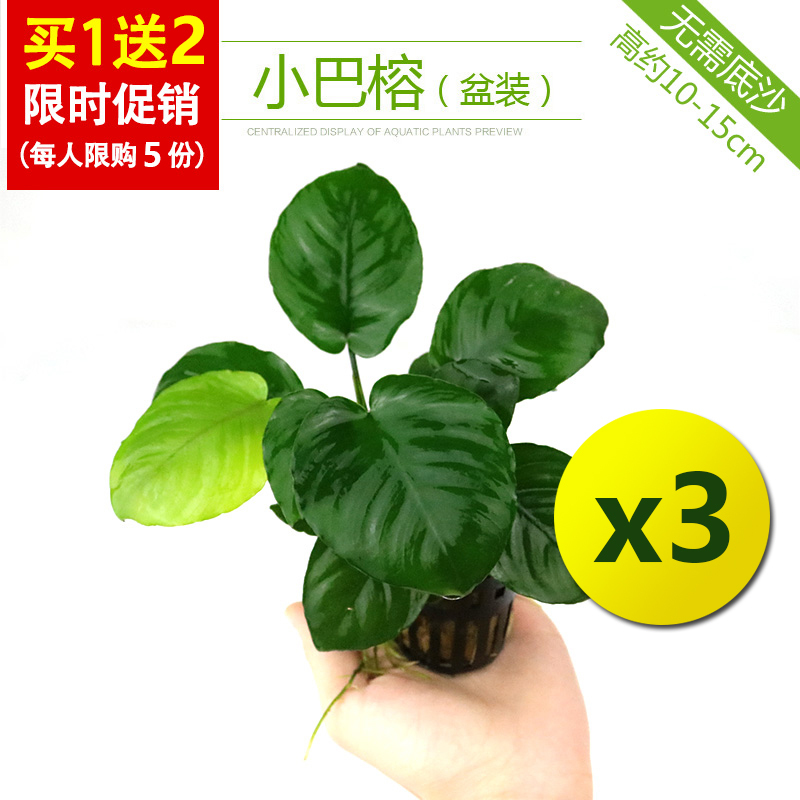 鱼缸造景莫斯沉木水榕无土植物懒人增氧真水草趴地矮珍珠陀草