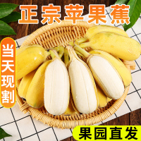 super会员[双蕉组合]福建漳州土楼正宗苹果蕉3斤和美人蕉2斤共5斤装当季整箱孕妇水果粉蕉产地直发超甜小香蕉自营生鲜