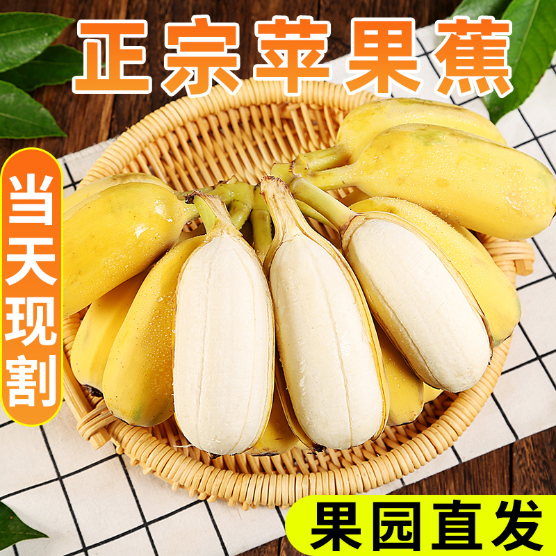 super会员[双蕉组合]福建漳州土楼正宗苹果蕉3斤和美人蕉2斤共5斤装当季整箱孕妇水果粉蕉产地直发超甜小香蕉自营生鲜
