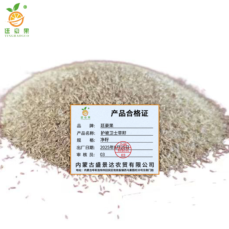 廷豪果 护坡卫士草籽 护坡种子 净籽 /千克高清大图