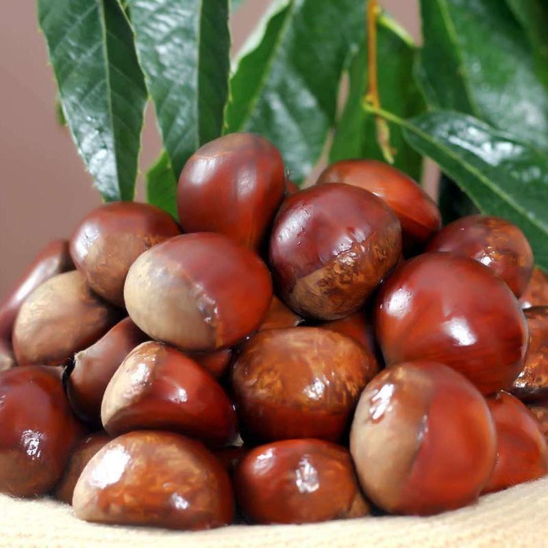 板栗新鲜 生栗子板栗批发 蔬菜