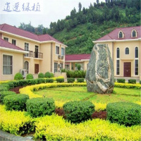 绿植绿植庭院别墅小区道路绿化色带苗木金叶女贞苗金叶小苗心雪梅苗10-15厘米高苗20cm(含)-30cm(不