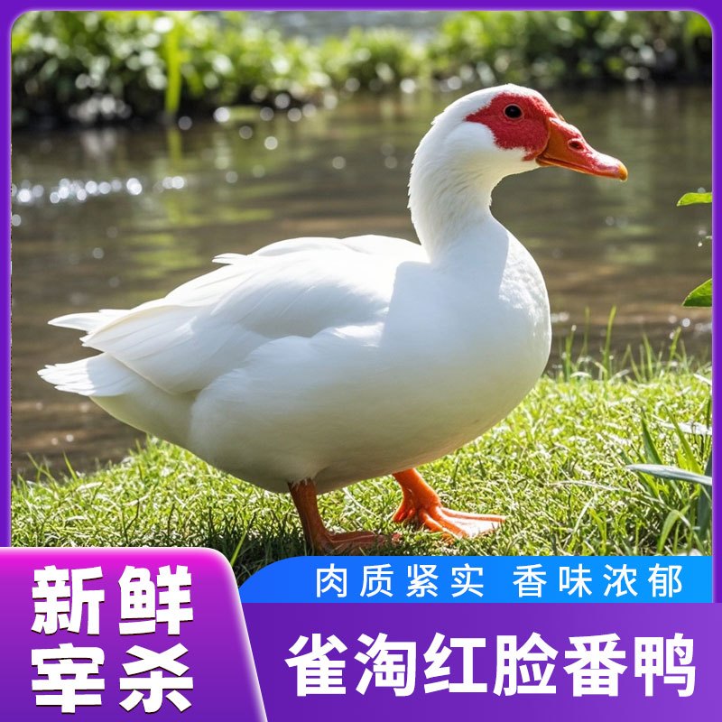 [苏鲜生推荐]雀淘 皖南红脸番鸭4.3-4.7斤/只 1只装 新鲜现杀 冷冻净膛竹林溪水河鸭