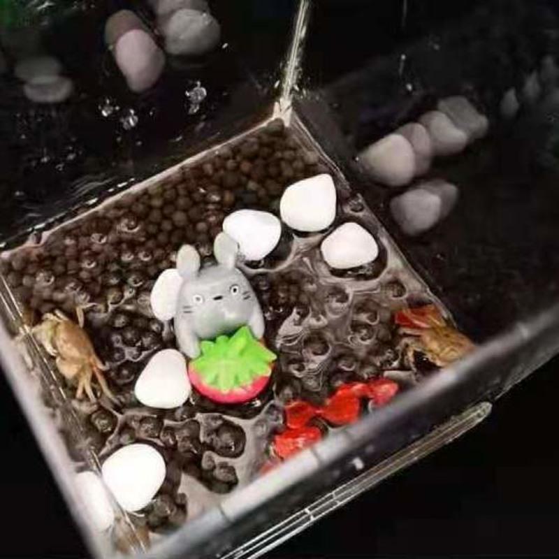 辣椒蟹观赏蟹小螃蟹饲养套餐创意微景观节日礼物透明缸生态鱼缸 小号积木盒透明裸盒+送2小螃蟹